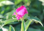 芍药花