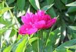 芍药花
