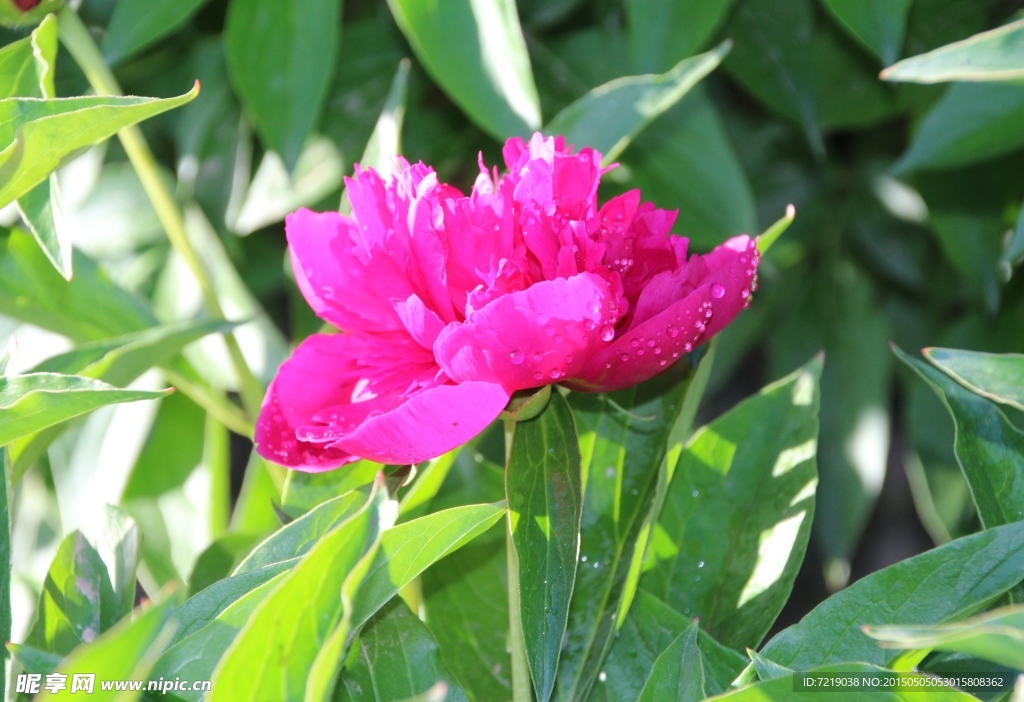 芍药花