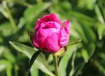 芍药花
