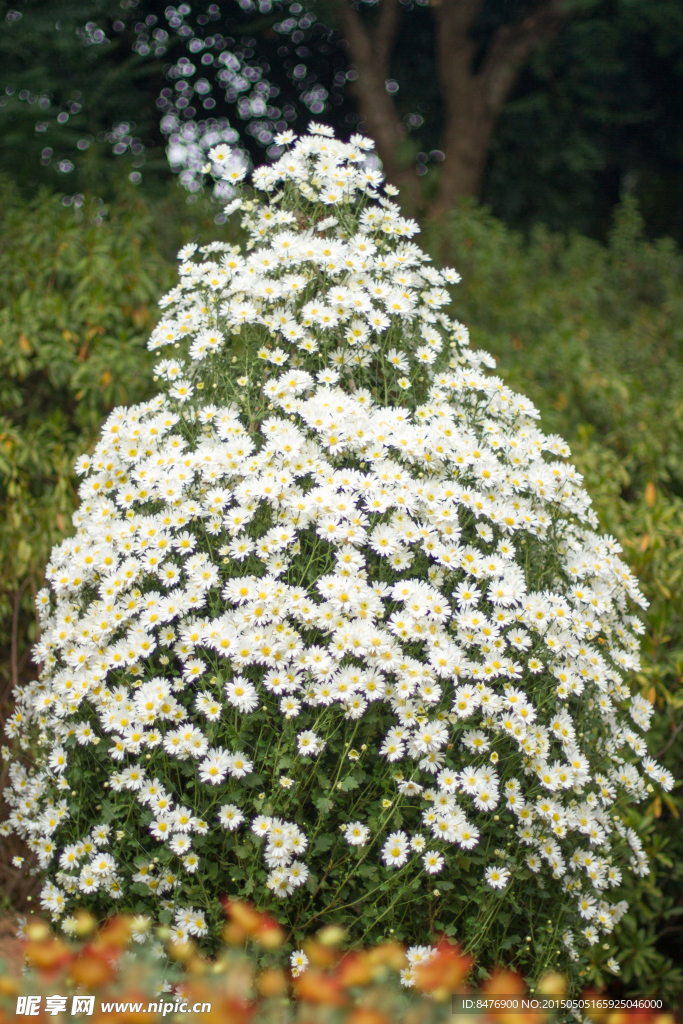 白色菊花盆景