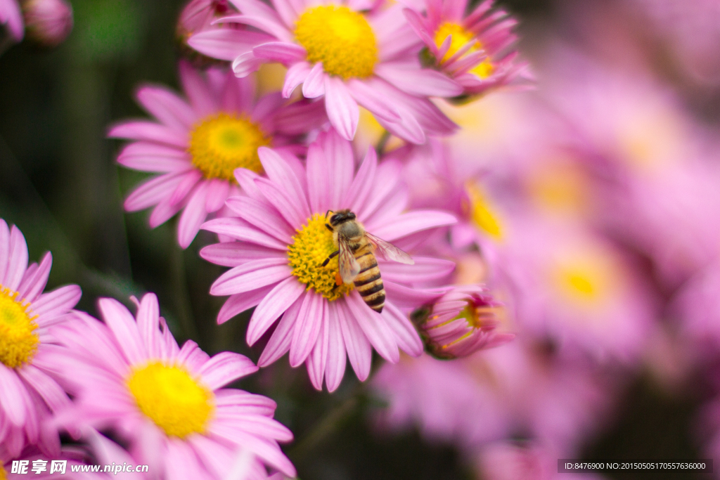 菊花上的蜜蜂
