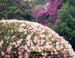 菊花艺术