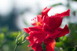 红色扶桑花