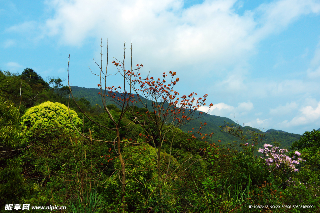 红色苏区山花烂漫