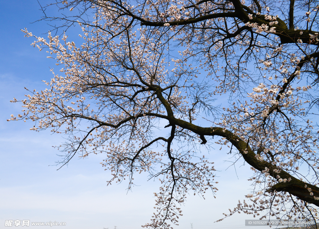 桃花大树