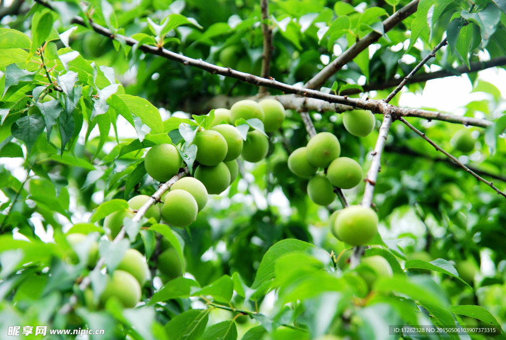 青梅果