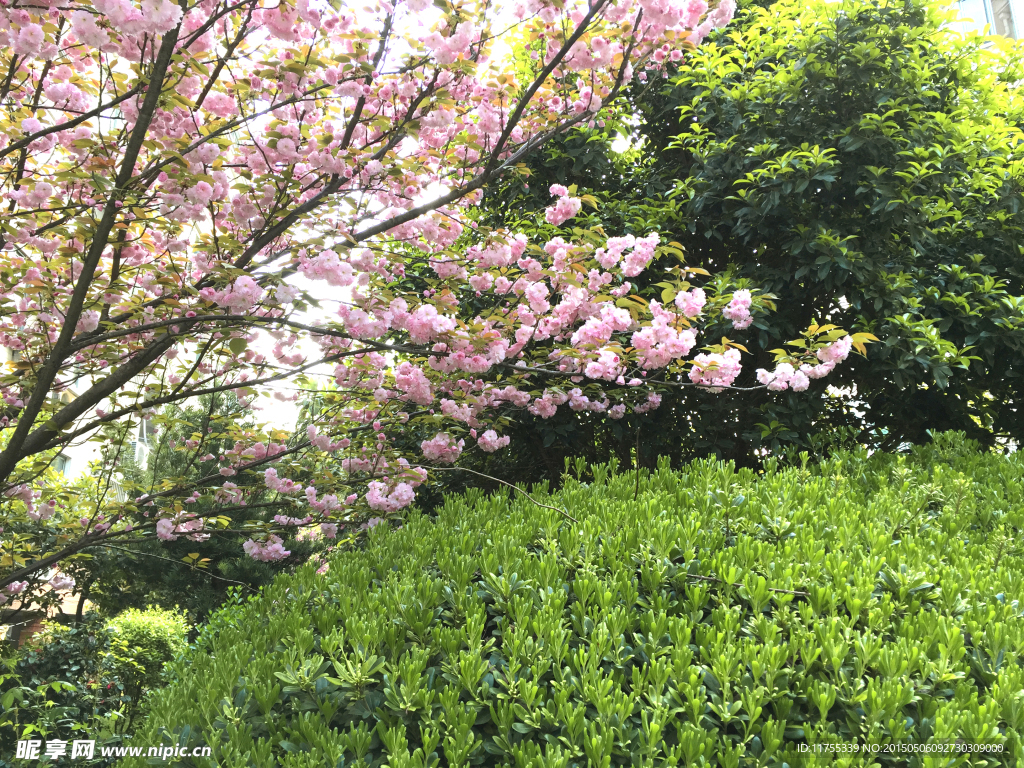 樱花