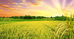 自然景观高清水稻