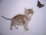 油画 小猫咪