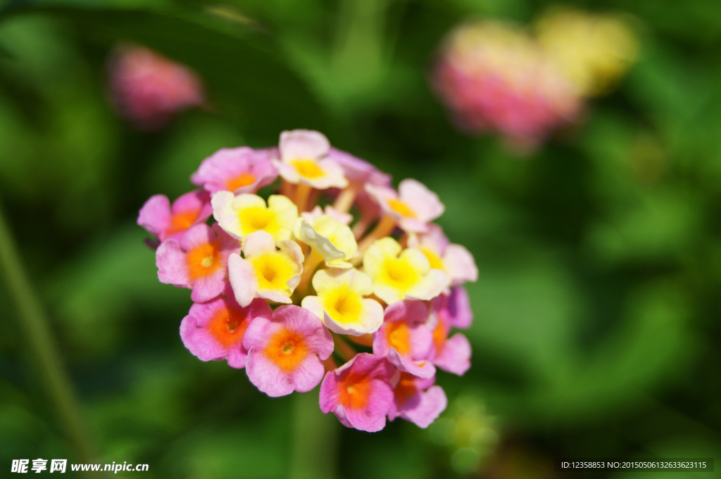 花朵摄影