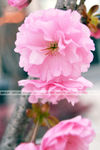 春暖樱花开