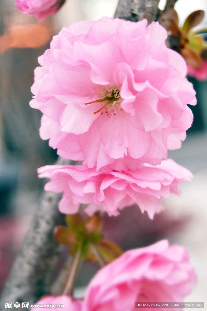 春暖樱花开