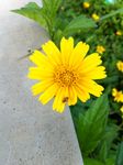 小黄花