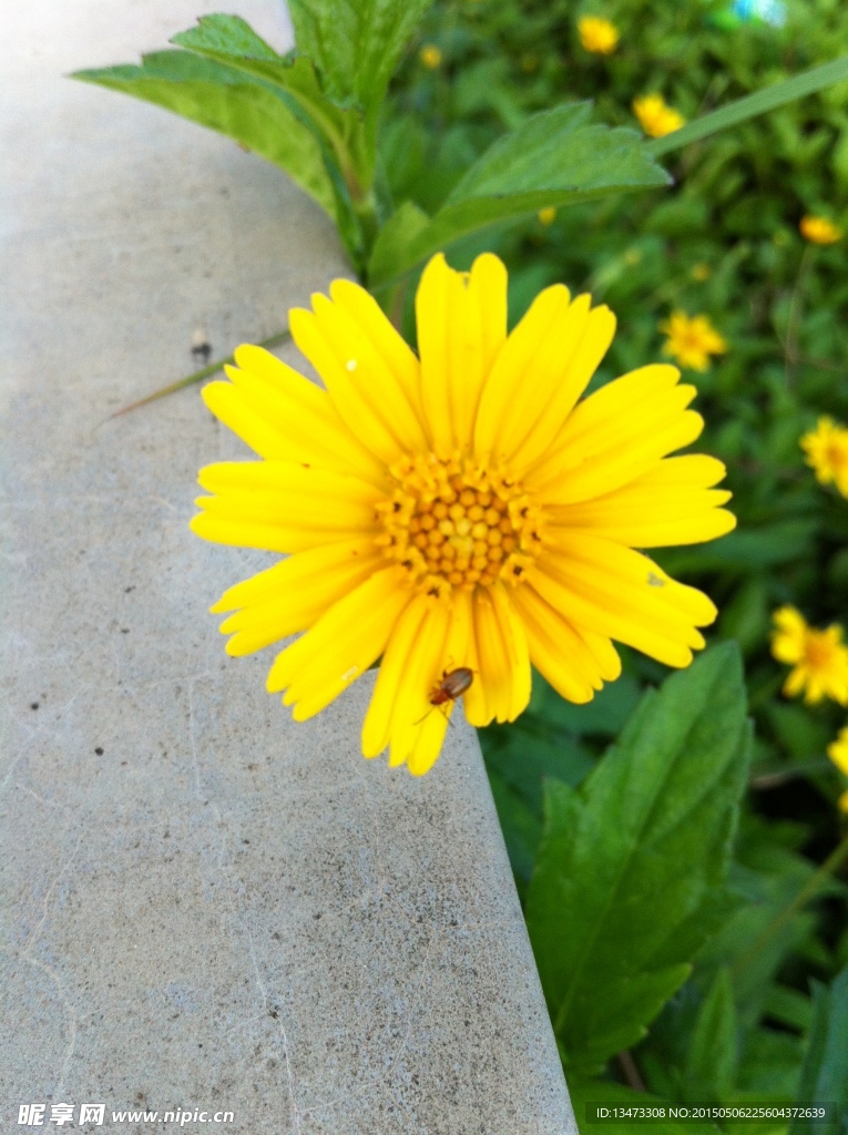 小黄花