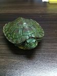 巴西红耳龟