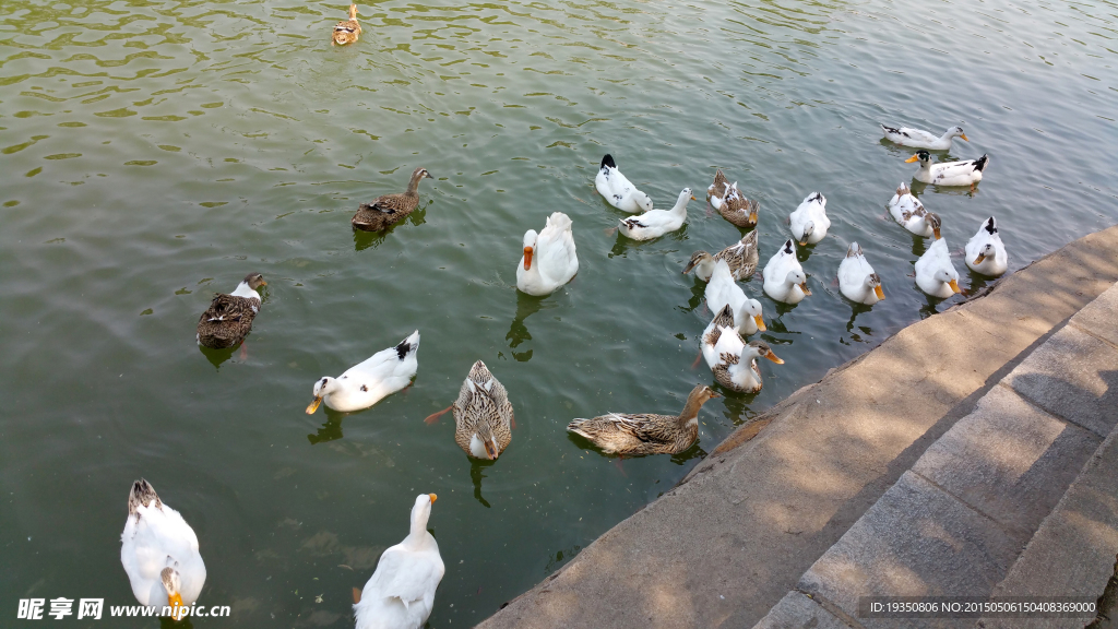池塘里的鸭子群