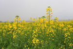 油菜花