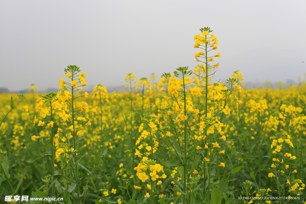 油菜花