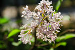 丁香花