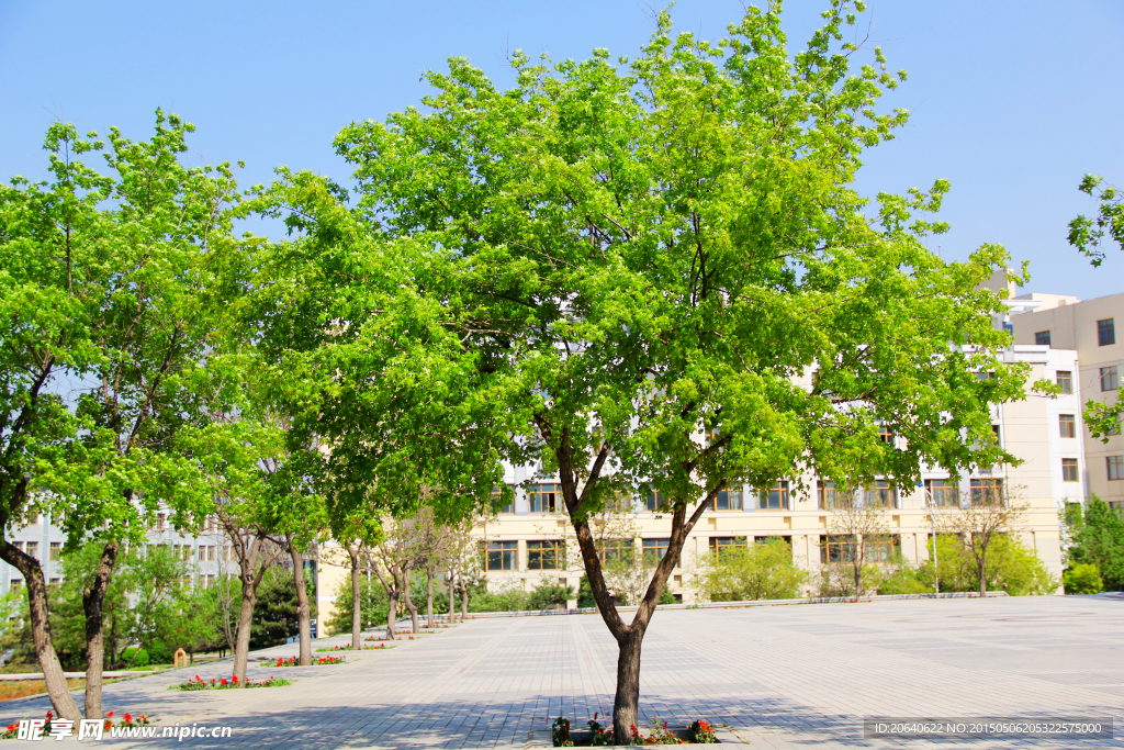 绿树