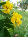 黄花槐