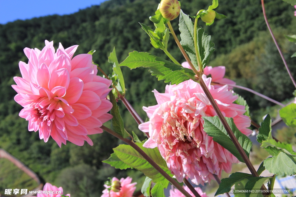鲜花