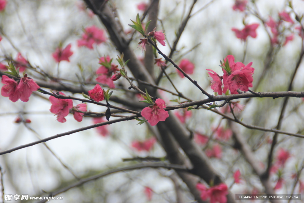 樱花