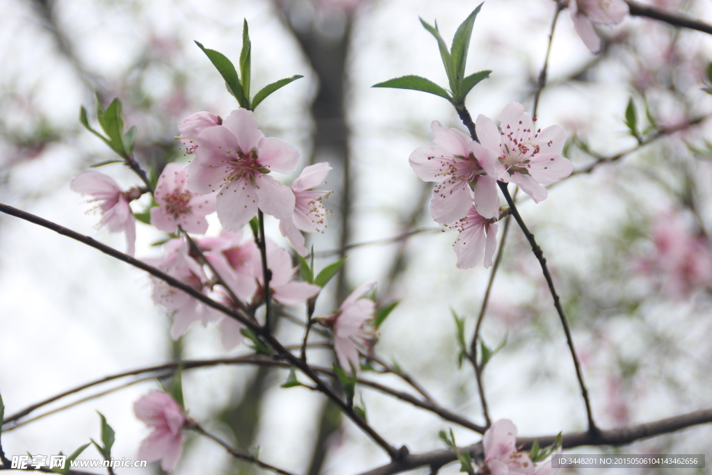 樱花