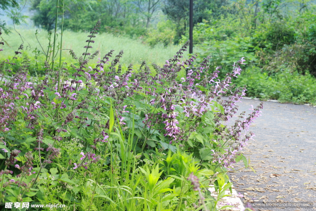 花
