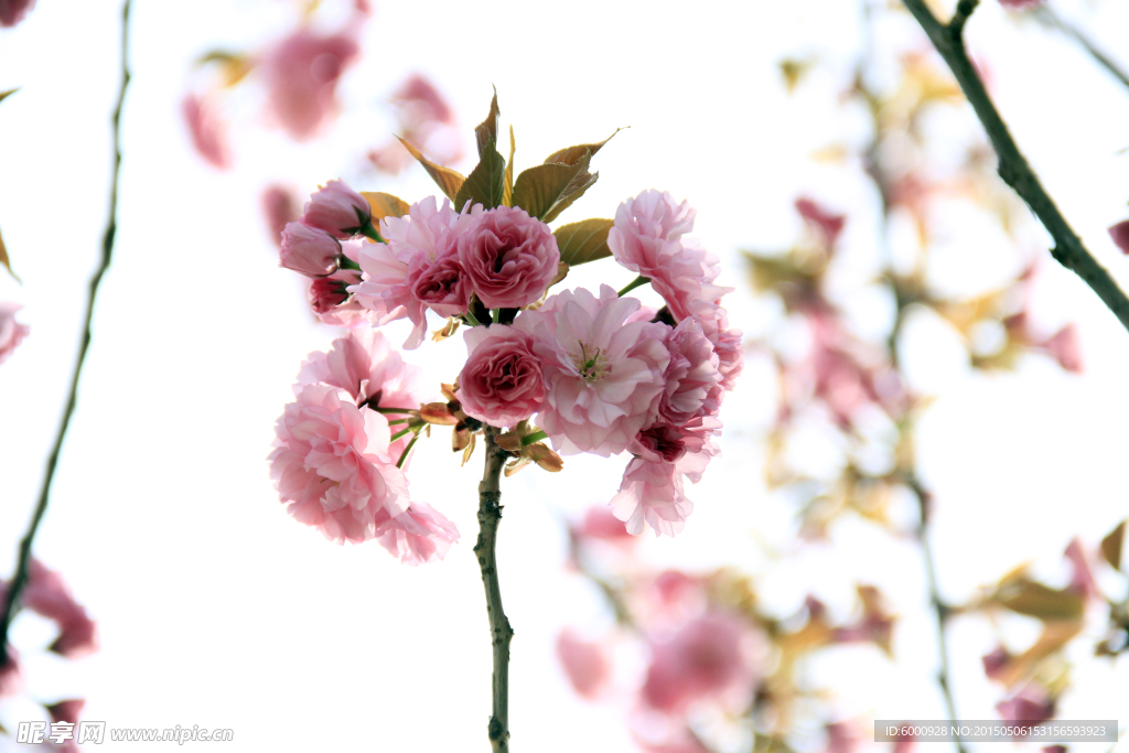 樱花