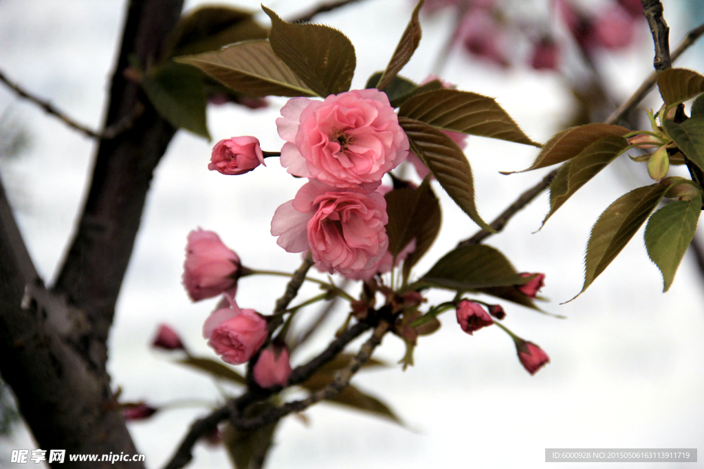 樱花