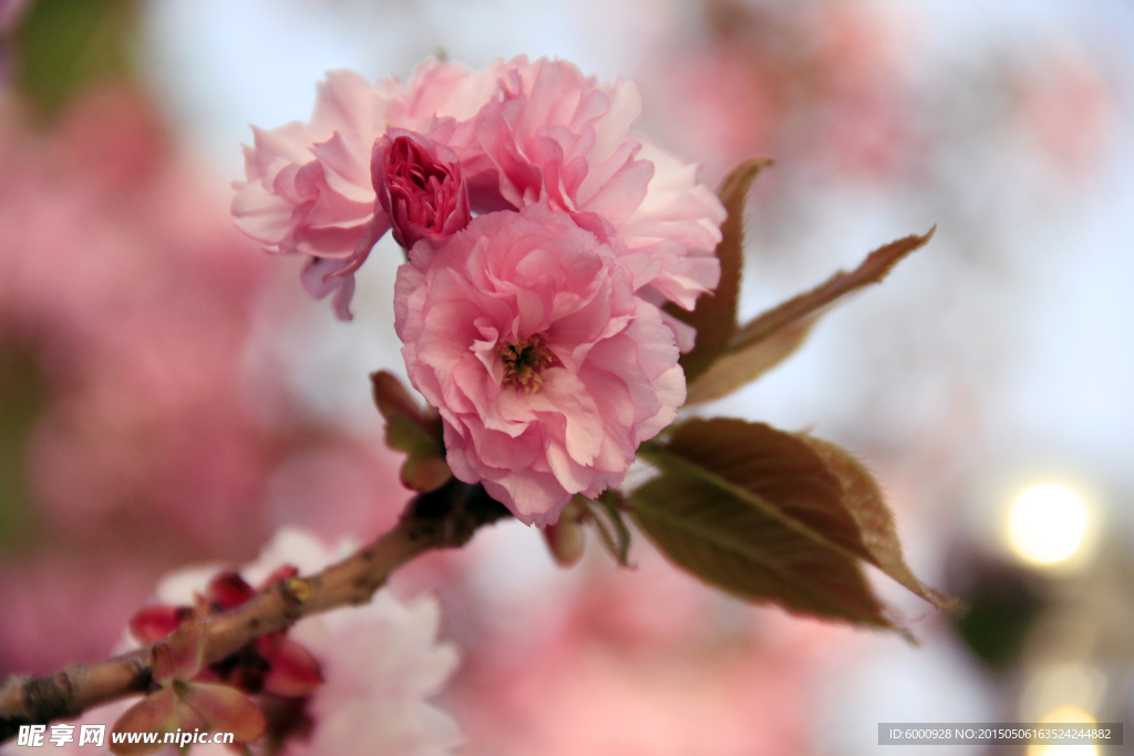 樱花