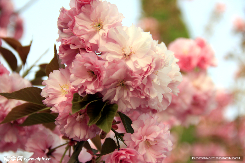 樱花