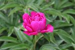 芍药花