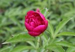 芍药花