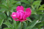 芍药花