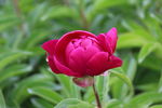芍药花
