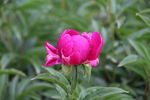 芍药花