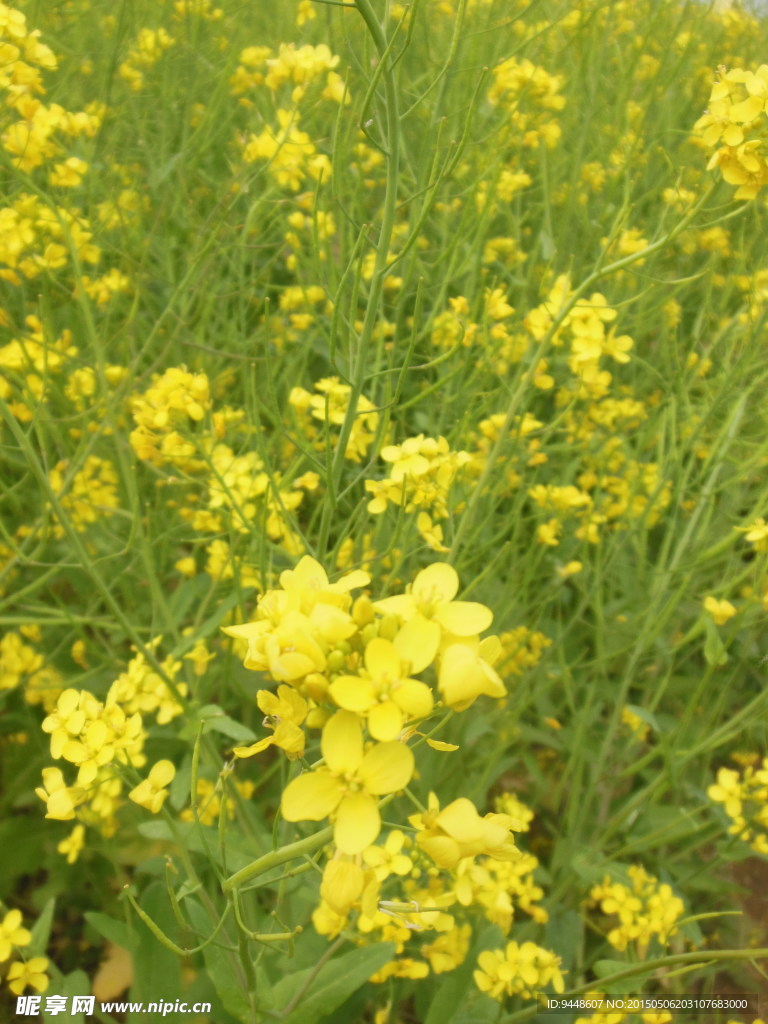 油菜花