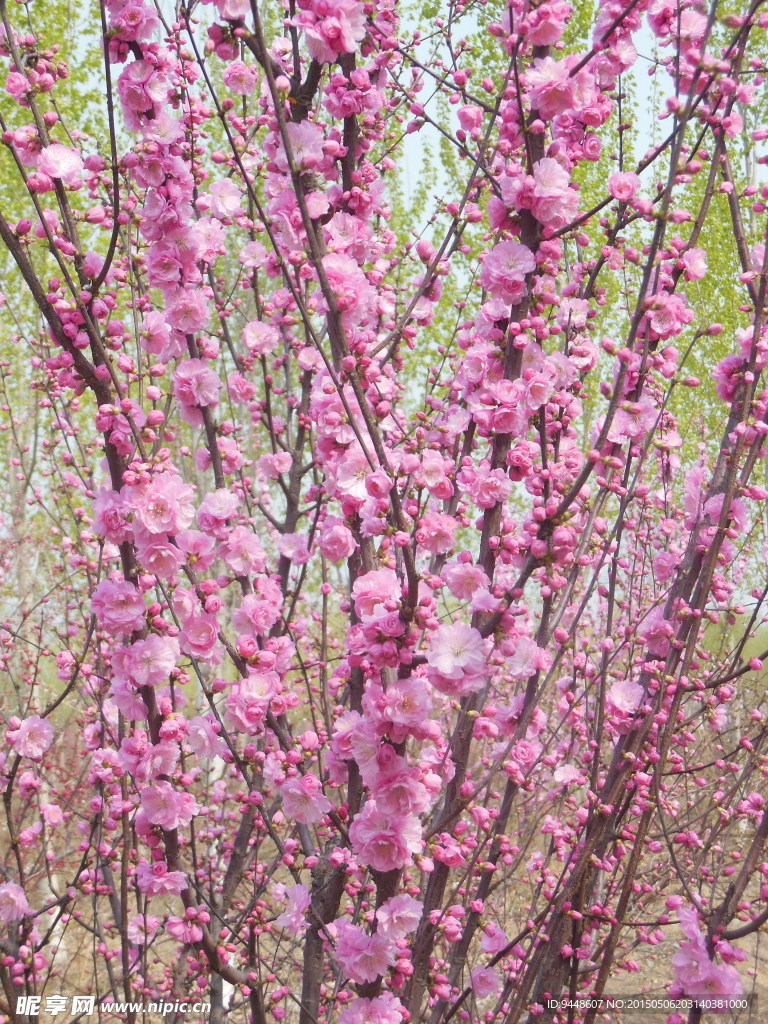 碧桃花