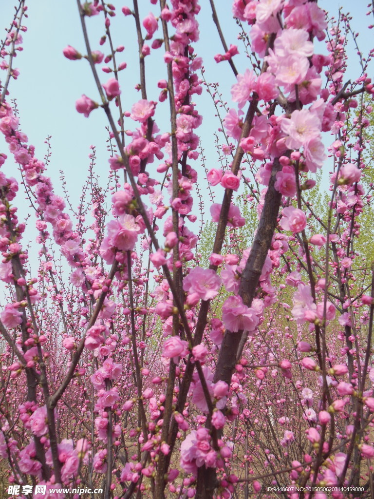碧桃花