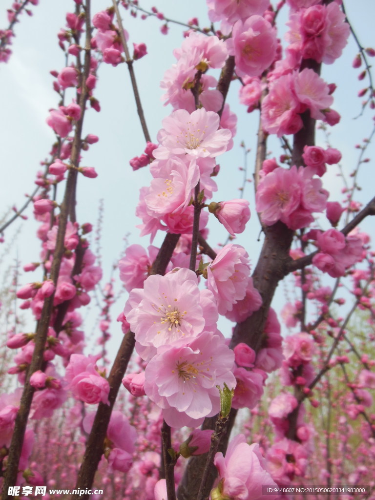 碧桃花