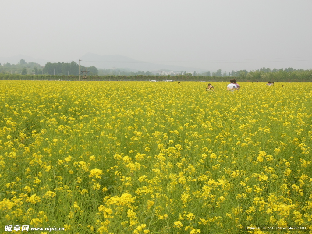 油菜花