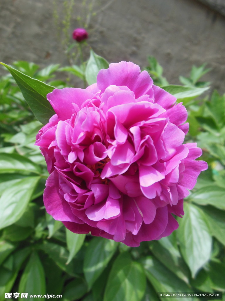 芍药花
