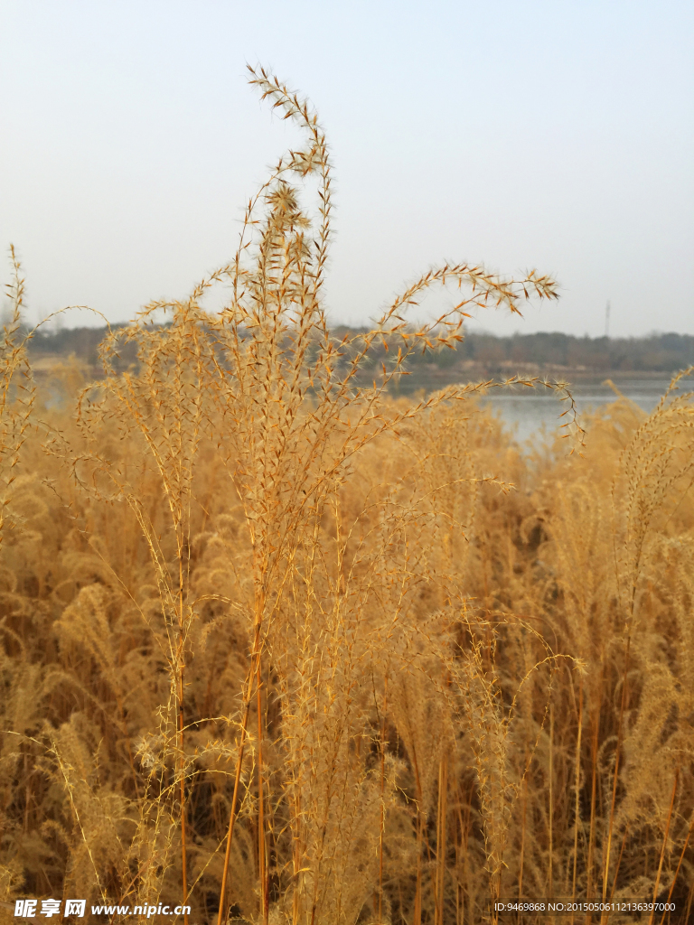 芦苇风景摄影