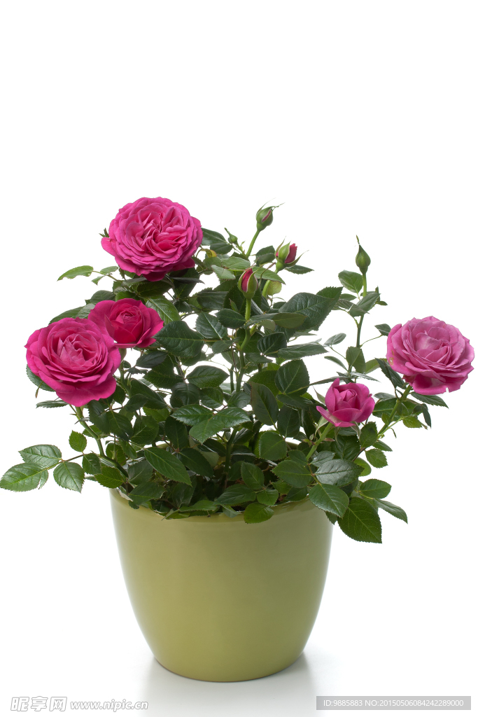 鲜花