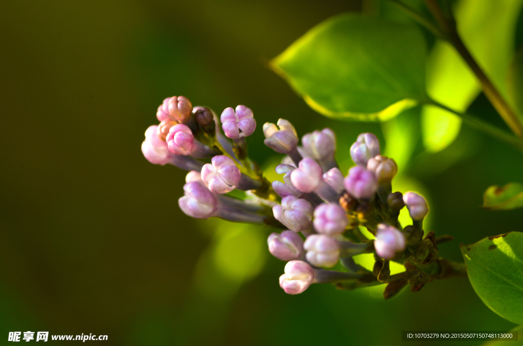 丁香花