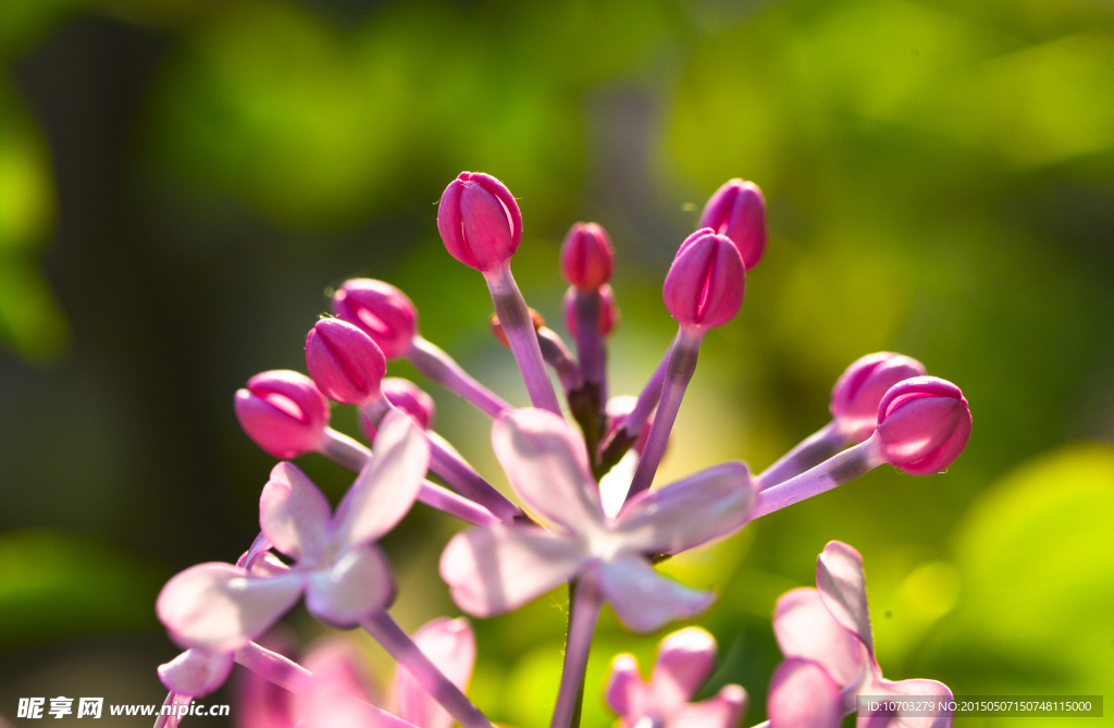 丁香花