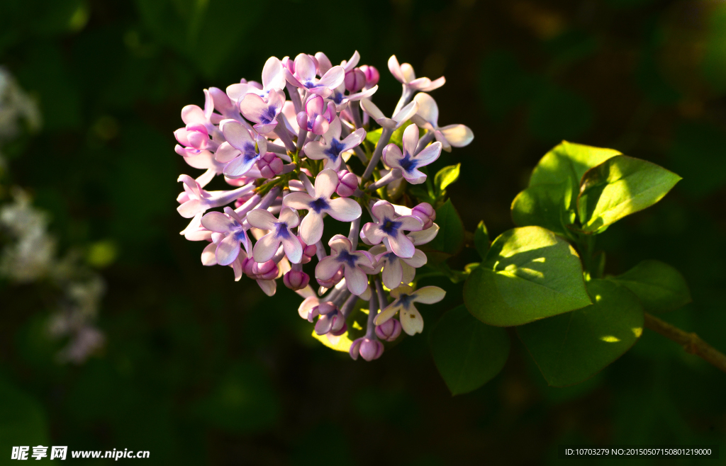 丁香花